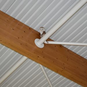 owl inside workshop roof