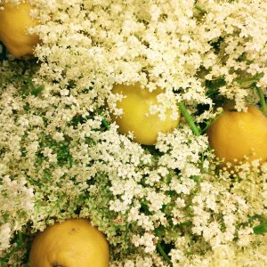lemons and elderflowers